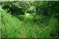 Leafy path near Up Somborne in SO21 2NG