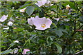 Dog roses by the side of the path in SO21 2NG