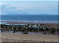 Seton Sands and the Firth of Forth in EH32 0PW
