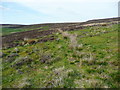 Moorland path, Wadsworth in HX7 5RA