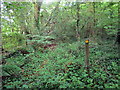 Llwybr Coedog / Wooded Path in SA17 4ED