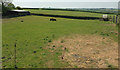 Grazing at Gribble in EX38 8PY