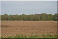 Ploughed field north of Grimston Rd in PE30 3UQ