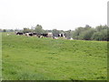 Cattle grazing by the Ouse in YO30 2AH