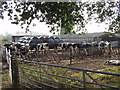 Dairy cows feeding on baled haylage in SY22 6RL