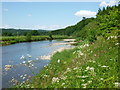 River Nith near Carronbridge in DG3 5AY