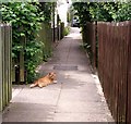 Ginger tomcat resting on a shady path in NR14 8PW