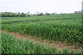 Tractor tracks in wheat field off SE side of Bowbridge Lane in DL8 1PF