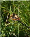 Butterflies in Bentley Wood: (3) Marsh Fritillary (Eurodryas aurinia) in SP5 1NT
