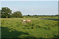 Grazing horses near Buryend Farm in WR8 0NE