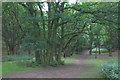 Greensands Way woodland in SG19 1EZ