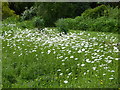 Ox-eye daisies at Iden Croft Herb Garden in TN12 0DL