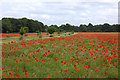 Park Farm poppy fields, Everton in SG19 2LD