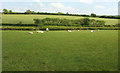 Sheep near Little Ladford in EX21 5QY
