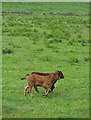 Two calves racing each other in SK17 9SB