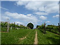 Vineyard on the Cotswold Way, Stonehouse in GL10 2JZ