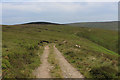 On the Flanks of Hazelhurst Fell in Bleasdale