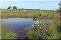 Cotton Grass by a Pool on Chobham Common in GU24 8TU