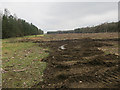 Harvested plantation, Highash Hill in IP26 5BZ