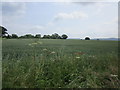 Wheat field near Brinkley Hill in HR1 4SL
