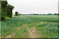 Wheat field near Elmstone Hardwicke in GL51 9TG
