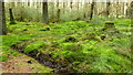 Verdant forest floor, Bull Crag Peninsula in Falstone