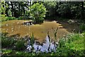 Hambledon: Duck pond in GU8 4HH
