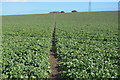 Footpath through crops in CT14 0EG