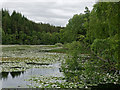 Water lilies on Loch na Crann in IV14 9ES