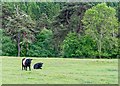 Belted Galloway  Cattle in IV36 2QL