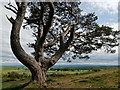 A venerable Scots Pine below Knock Farril Hillfort in IV15 9TQ