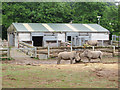 Rhinos at Manor House Wildlife Park in St. Florence Community