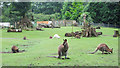Wallabies at Manor House Wildlife Park in St. Florence Community