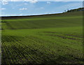 Farmland near Binning Wood in EH42 1XN