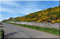 Gorse at Whitekirk Hill in EH42 1XT