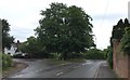 Tree at the Road Junction in TN21 8RF