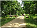 Forestry track to Balmer Lawn in SO42 7TT