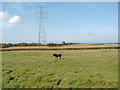 Lone horse under power lines near Racks in DG1 4PT