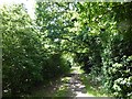Woodland path in Cranford Countryside Park in UB3 5HB
