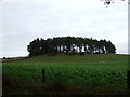 Copse near North Monecht. in AB32 7AT