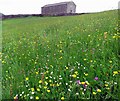 Hay meadow near Windy Hall in DL11 6QX