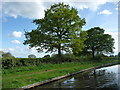 Trees along the Worcester & Birmingham canal towpath in B48 7AX