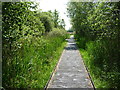 Boardwalk [north-west side], Wicken Fen in CB7 5XR