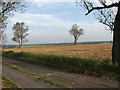 View NE across road to High Barn Farm in NR29 4DX