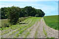 Field edge north of Fifield Bavant in SP5 5HU