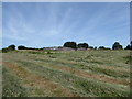 Newly mown hay, Leekshedge Farm in SN11 9HP