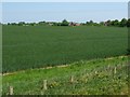 Arable field, west of Station Road, Kimberley in NR18 9HQ