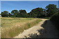 Bridleway to Bucknell by a small copse in Fringford & Heyfords Ward