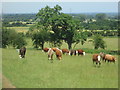 Cows south of Warden Hill in SG19 2JT