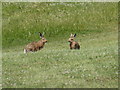 Hares, Sandhill Farm in SN6 8BP